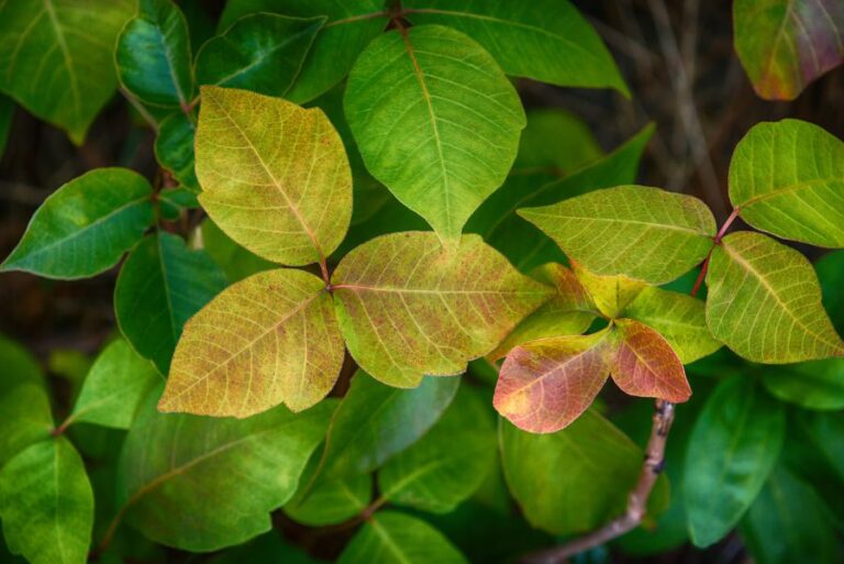 Leaves of Poison Ivy Plant