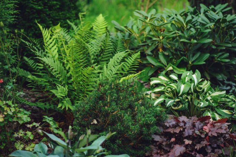 Mixed Shade Tolerant Plants - Ferns, Hostas, and Heucheras