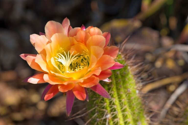 Multi-Colored Cactus Bloom