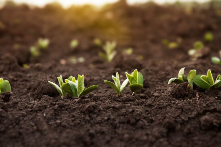 Soybeans Sprouting Out of Soil
