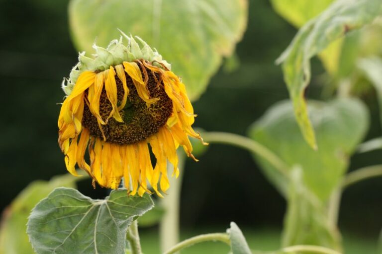 Withered Sunflower