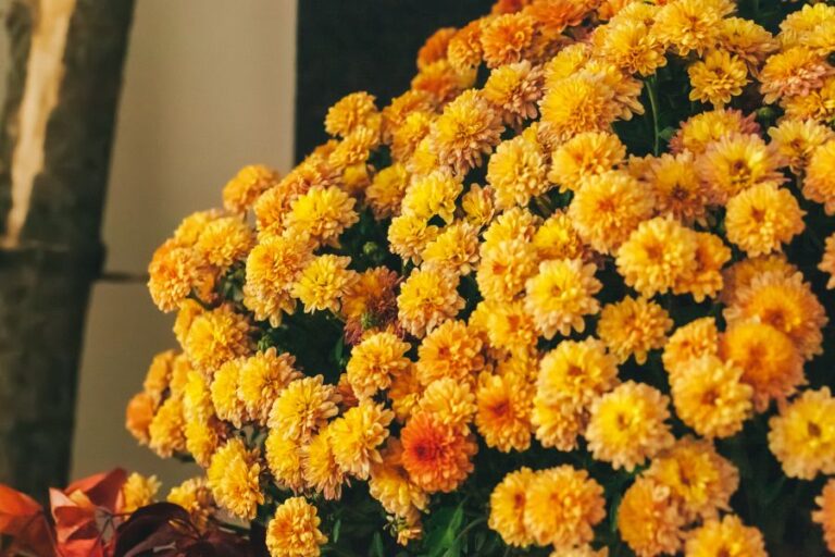 Yellow Orange Blooming Mums
