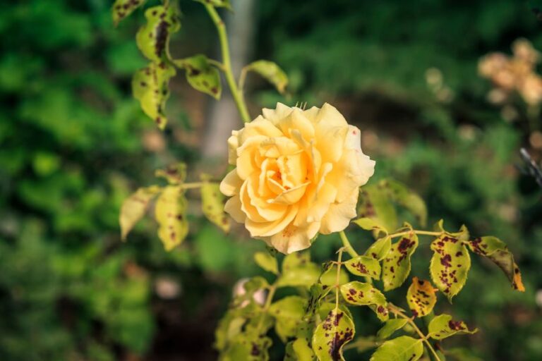 Yellow Rose on Bush Affected by Diplocarpon rosea (Black Spot Disease)