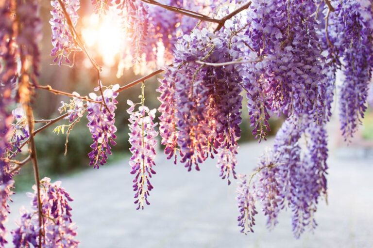 Blooming Wisteria Hanging From Trellis