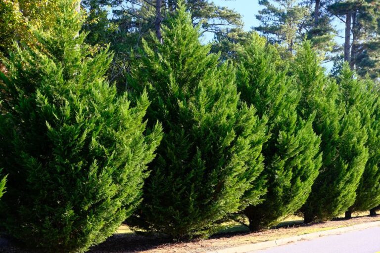 Leyland Cypress Tree Privacy Wall