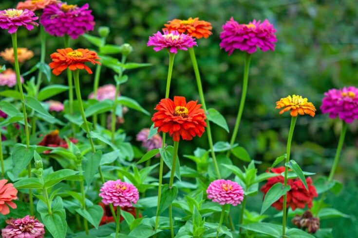 Semi Di Zinnia A Fior Di Dahlia Rosa Confetto - Confezione Da 100 Semi Per Aiuole E Bordure Fiorite - Ideale Per Giardini E Balconi