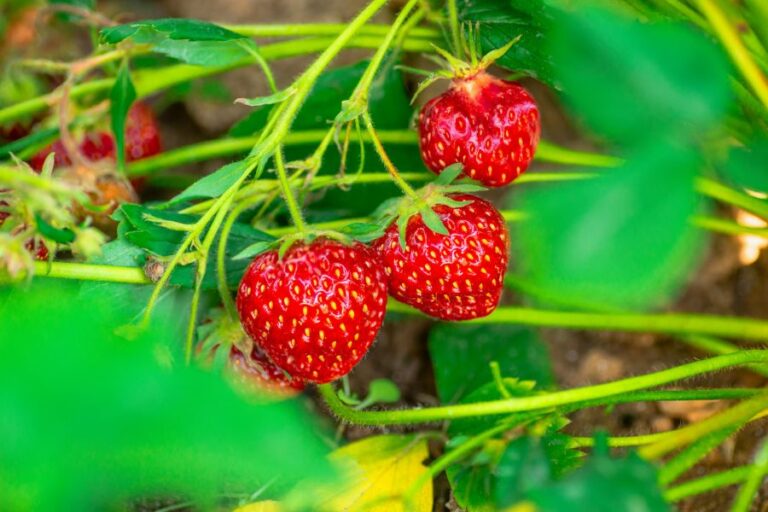 Ripe Strawberries on Plant