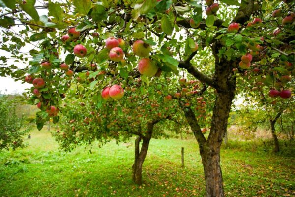 Is Your Apple Tree Not Growing? (4 Common Causes) - The Practical Planter