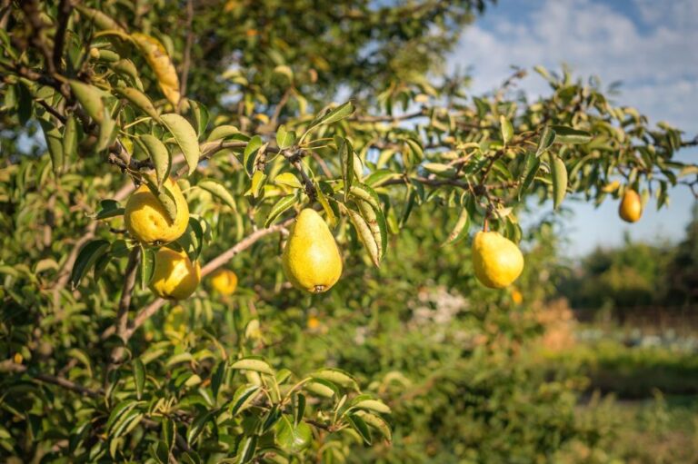 Yellow Duchess Pears Ripening on a Pear Tree Branch