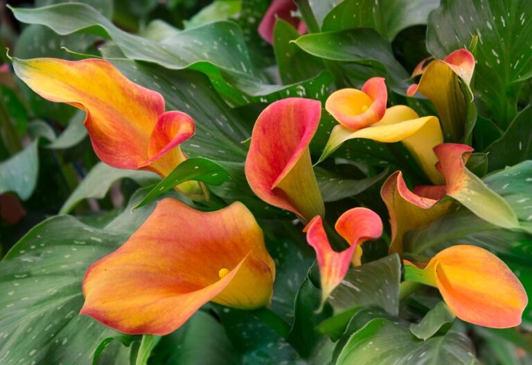 Blooming Orange Calla Lilies