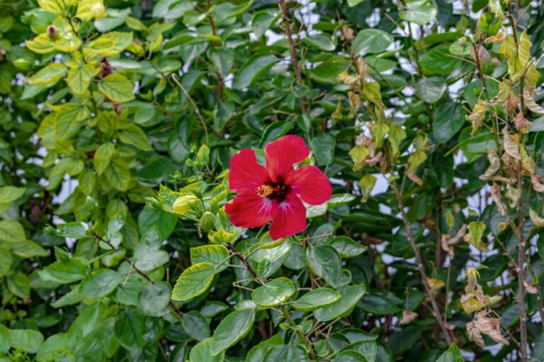 Bright Red Hibiscus Flower Against Leaves