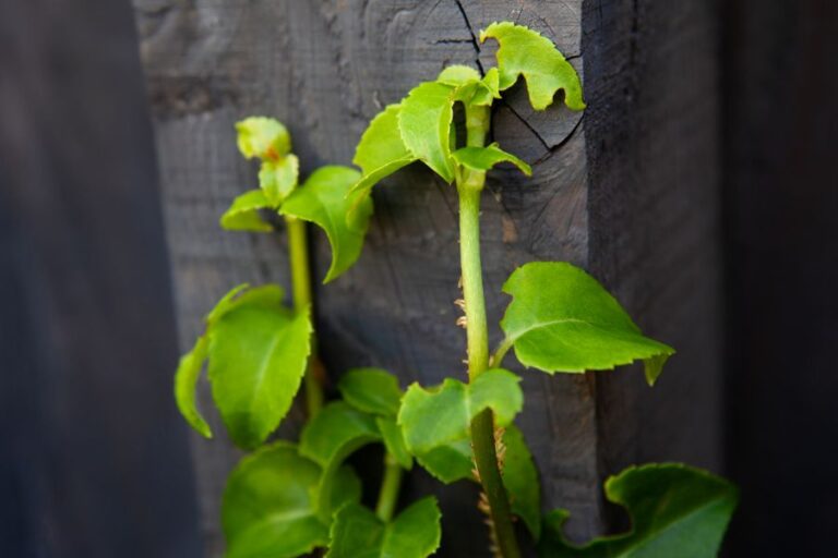Climbing Hydrangea on a Grey Fence Post