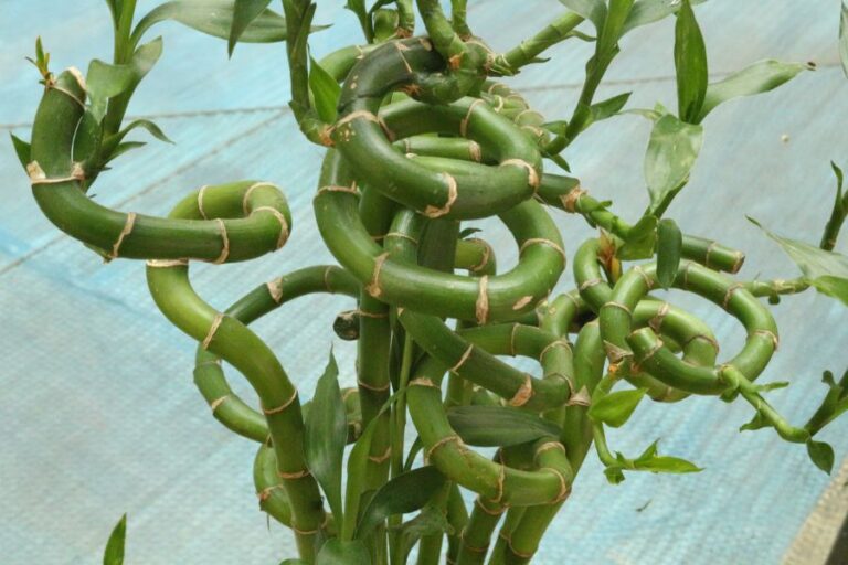 Closeup of Lucky Bamboo
