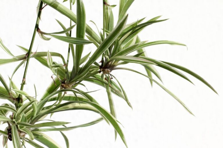 Closeup of Pups on Spider Plant