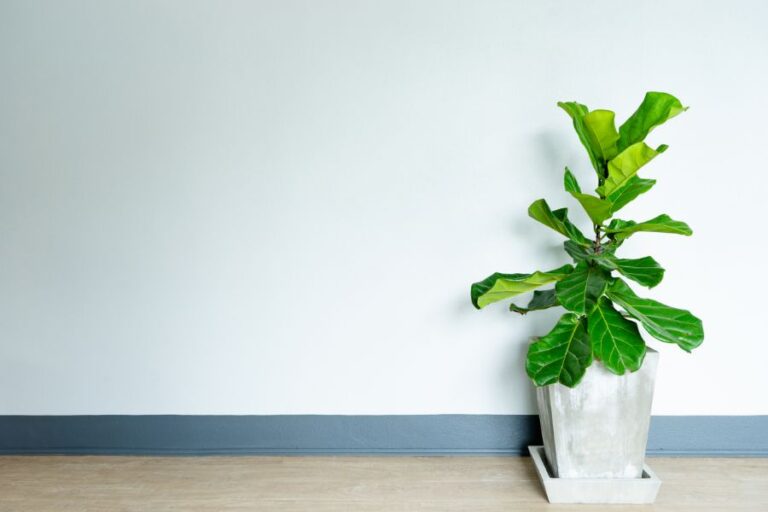 Fiddle Leaf Fig in a Cement Pot