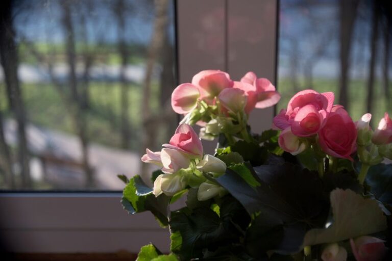 Flowering Begonia in Pot on the Window Sill