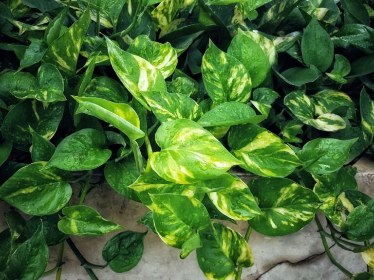 Pothos Turning Yellow or Brown? Here’s What Your Plant is Trying to Tell You