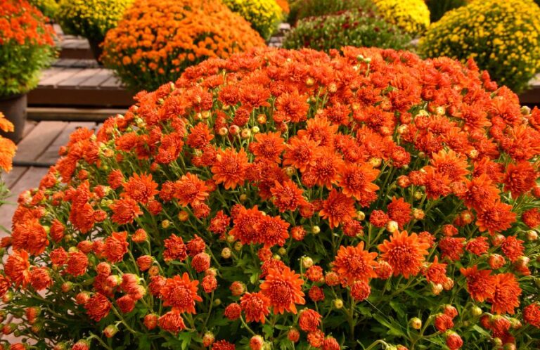 Large Orange Mum With Many Flowers