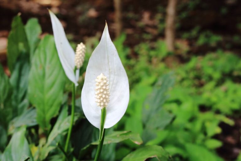 Peace Lily in Garden