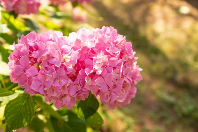 Pink Hydrangea Blooms in Full Sunshine