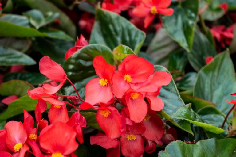 Red Begonia Flowers With Green Leaves in Background