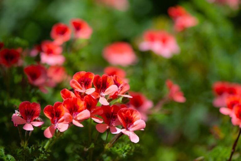 Red Geranium Flowers Blooming in Garden