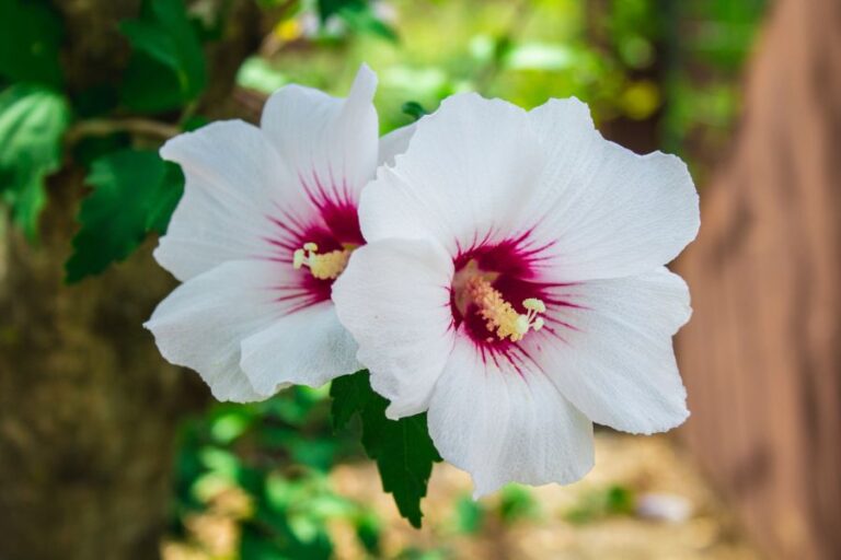 Red Heart Hibiscus Blooms