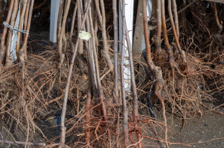 Saplings of Fruit Trees With Soil Covered Roots