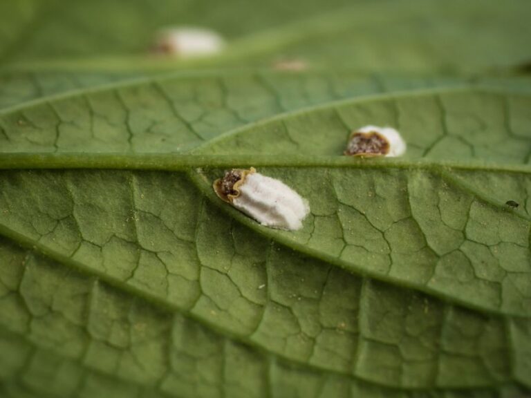 Scale Insect on a Hydrangea Leaf