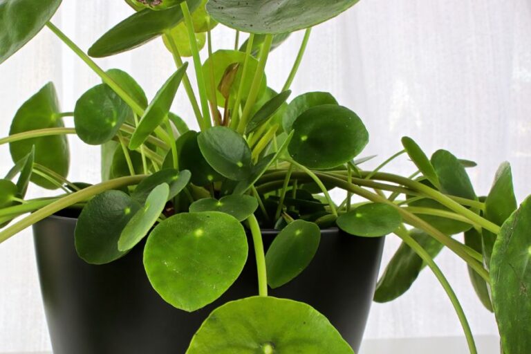 Side View of Pilea Plant (Chinese Money Plant)