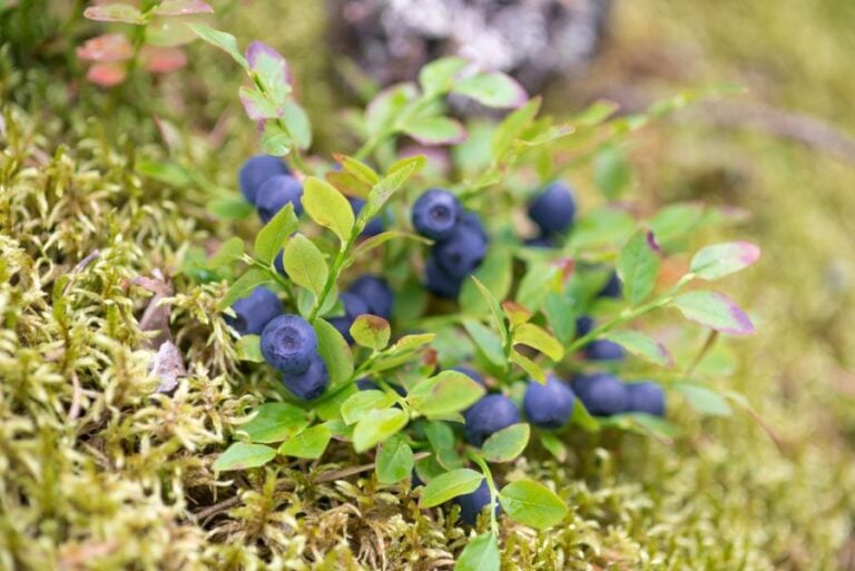 Small Sprigs of Blueberries With Red-Tinged Leaves