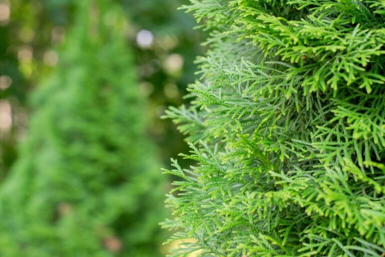 Thuja (Arborvitae) Branches Up Close