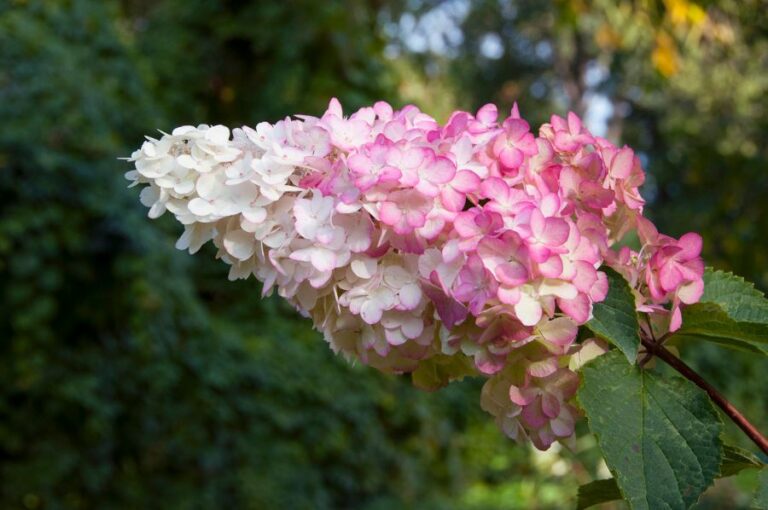 Vanilla Strawberry (White and Pink) Hydrangea Blooms