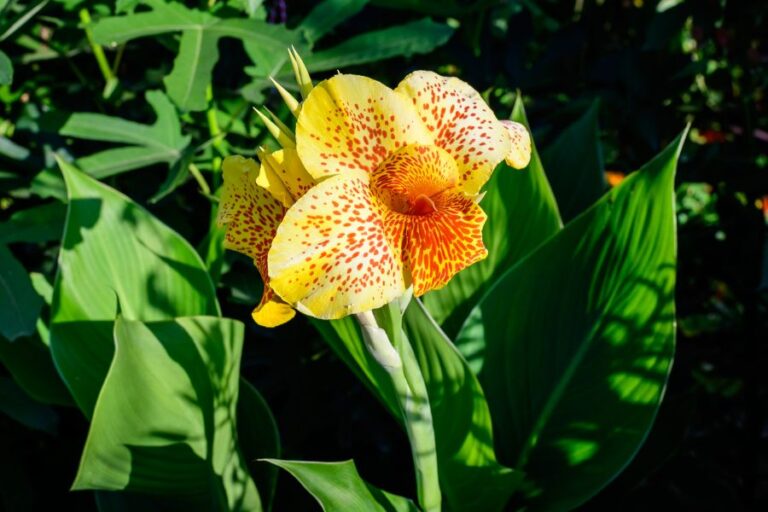 Vivid Yellow Canna Lily Flowers
