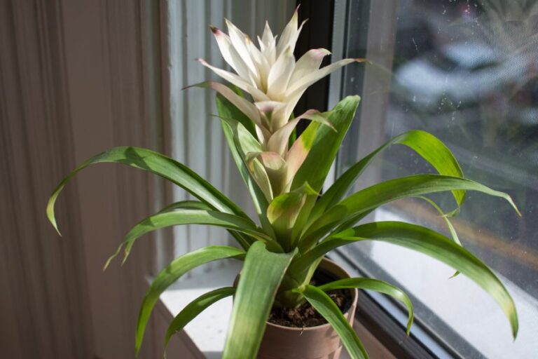 White Bromeliad on Window Sill