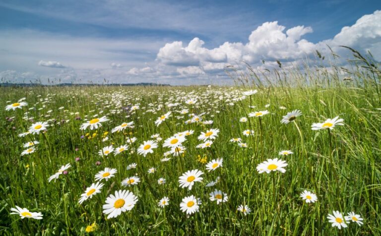 White Daisies in a Spring Meadow