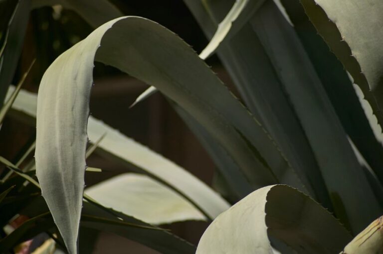 Wilting Aloe Plant