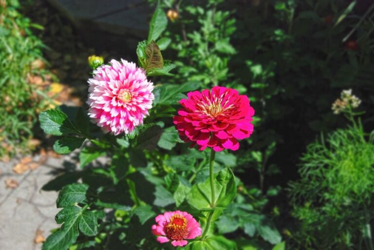 Zinnia and Dahlia Flowers Blooming in Garden