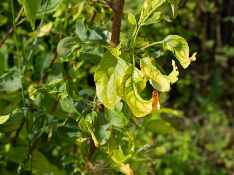 Branch of an Apple Tree With Curled Leaves