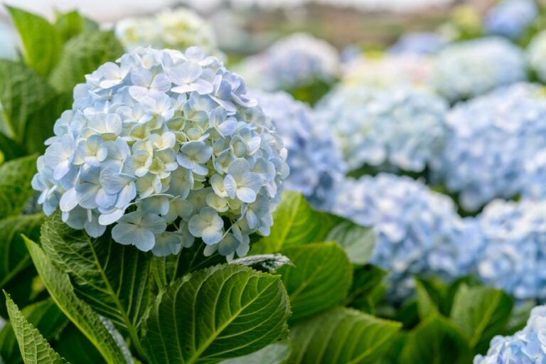 Close-Up of Light Blue Hydrangeas Blooming