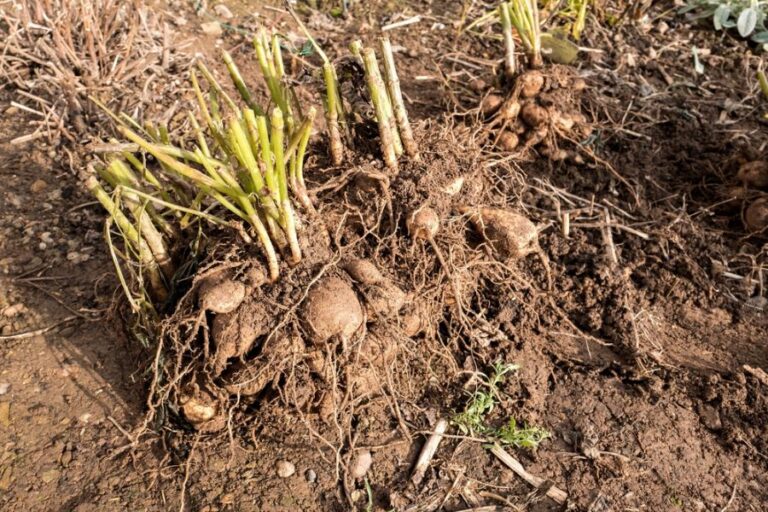 Dahlia Tubers Just Lifted for Overwintering