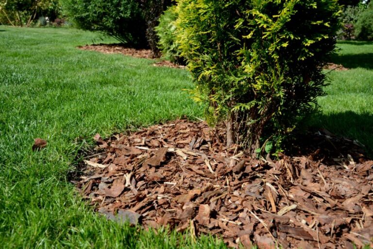 Decorative Flower Bed With Pine Tree and Mulch