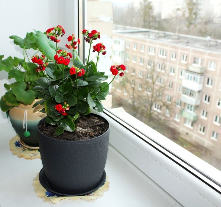 Geraniums in Pots on a Window Sill Indoors in Winter