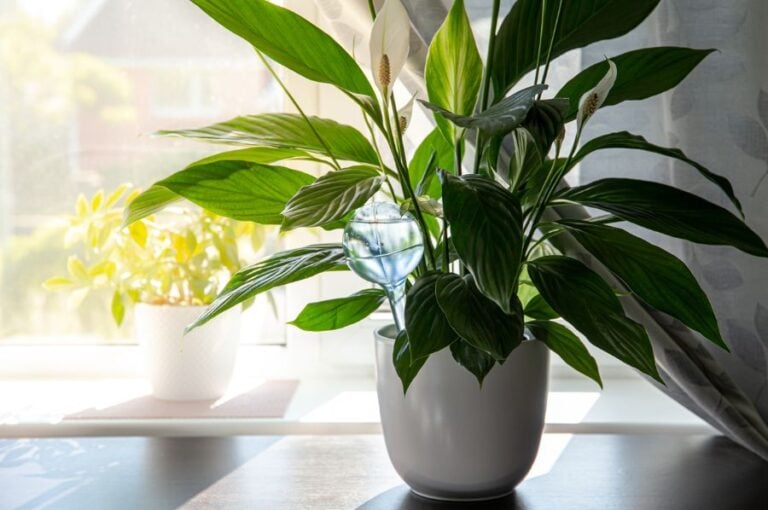 Indoor Peace Lily With Watering Globe