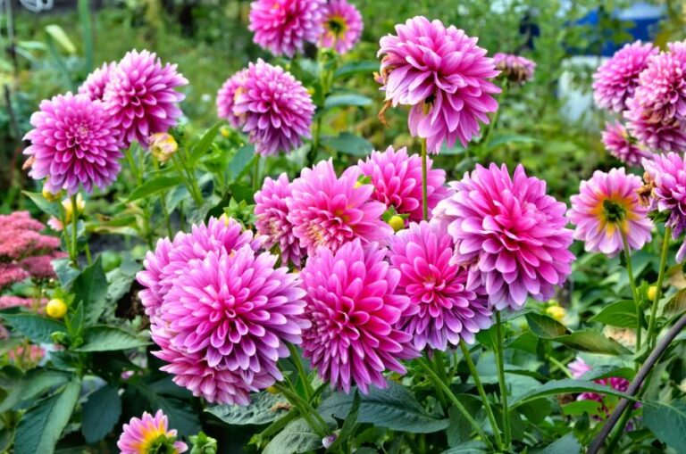 Many Purple Dahlias Blooming in Garden