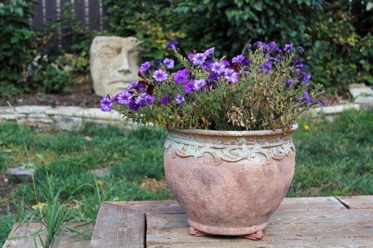 Neglected and Drying Pot of Petunias Outdoors