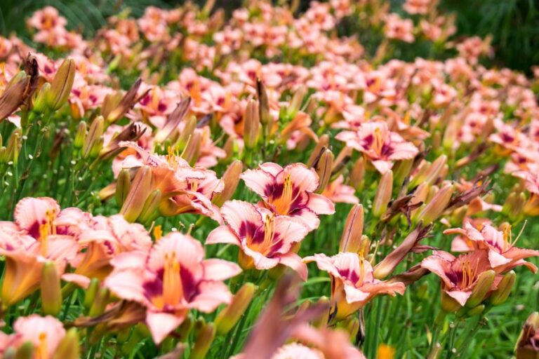 Peach-Colored Daylilies in a Garden