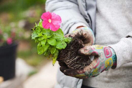 Why Are My Petunia Leaves Turning Brown? (4 Common Causes) - The ...