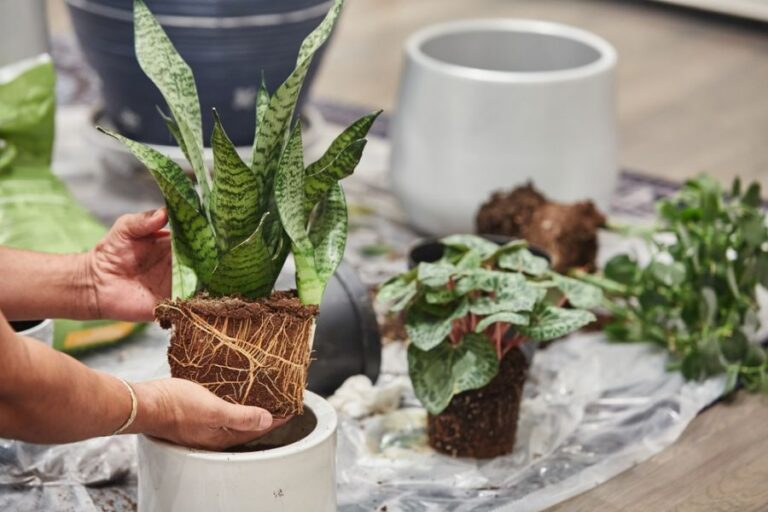 Repotting Snake Plant in White Pot