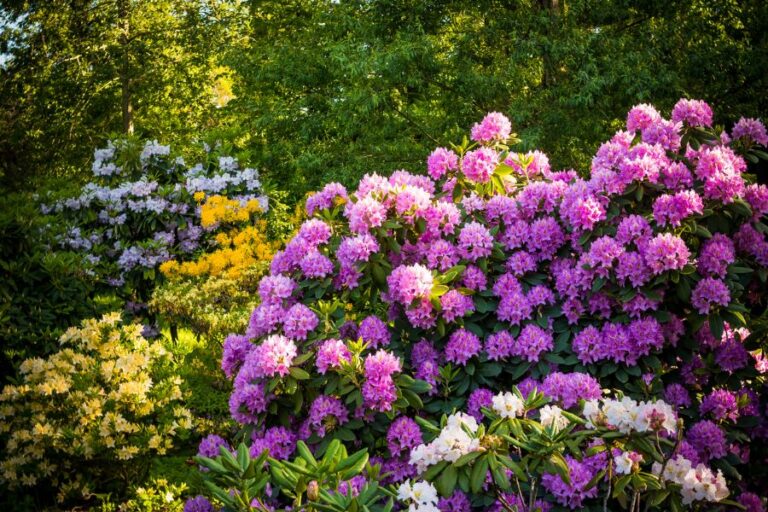 Several Different Colored Rhododendron Bushes in Bloom